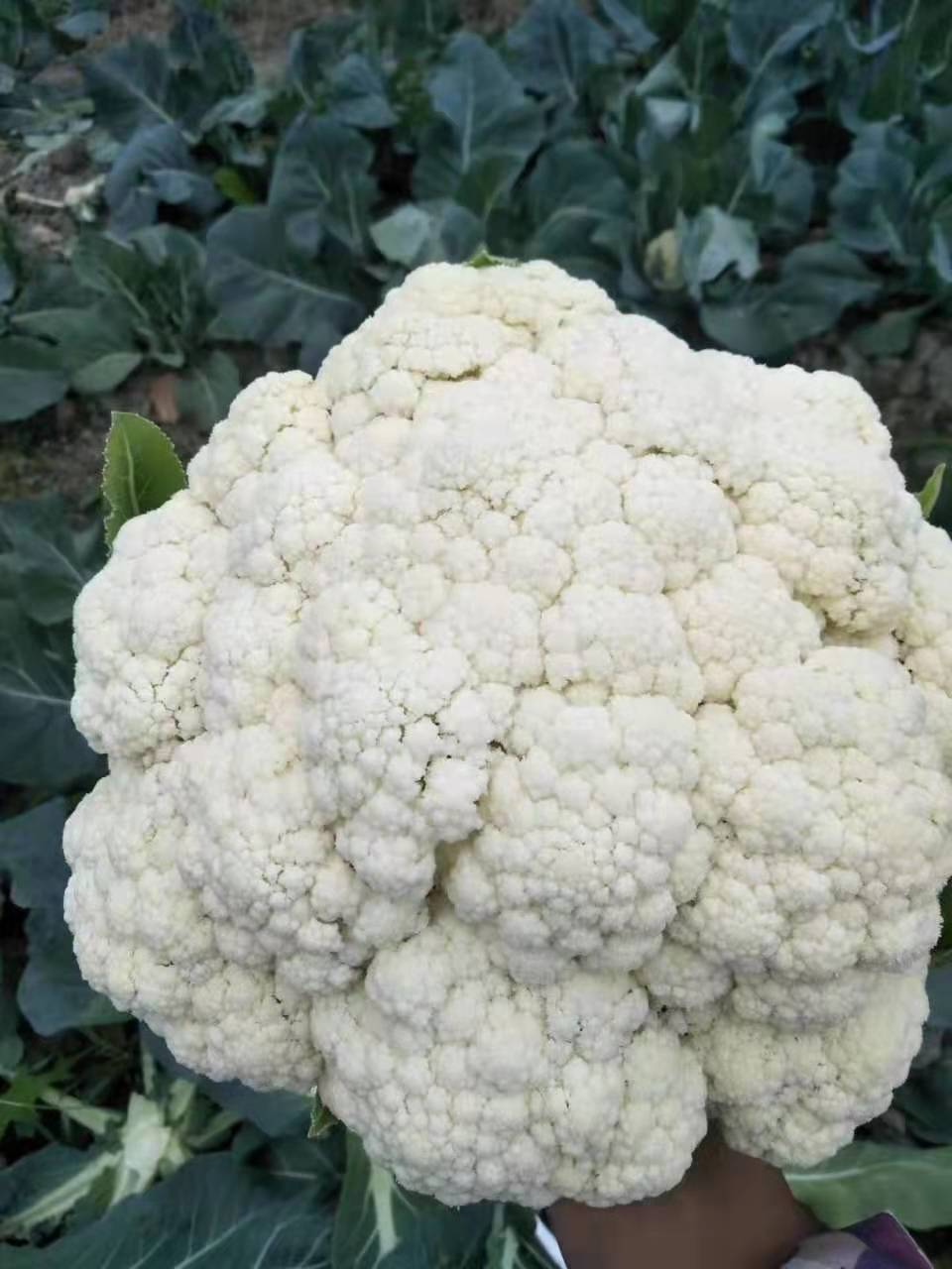 花椰菜苗  80天有机菜花苗 耐寒菜花苗 半松 晚熟品种