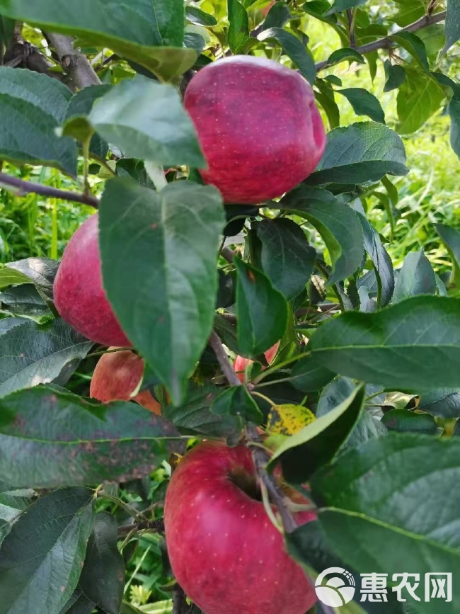 红露苹果 云南省昭通市昭阳区 光果 片红 