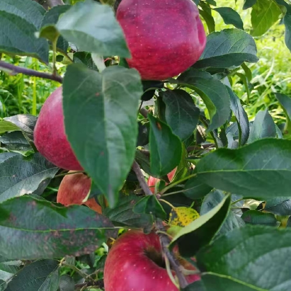 红露苹果 云南省昭通市昭阳区 光果 片红 