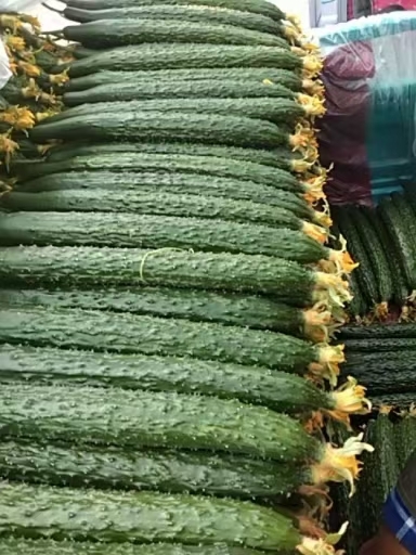 莘县莘县精品鲜花密刺黄瓜