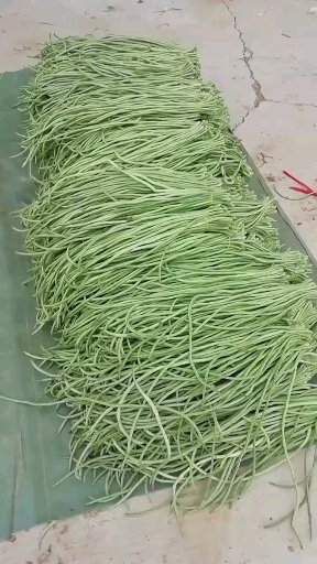 内黄县白条豆角 豆角，青茄