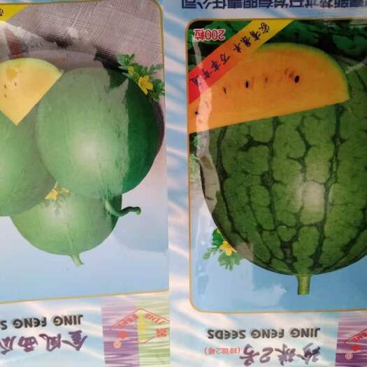 济南紫背天葵种苗  金凤西瓜种子，黄皮黄肉西瓜种子（10克一袋）