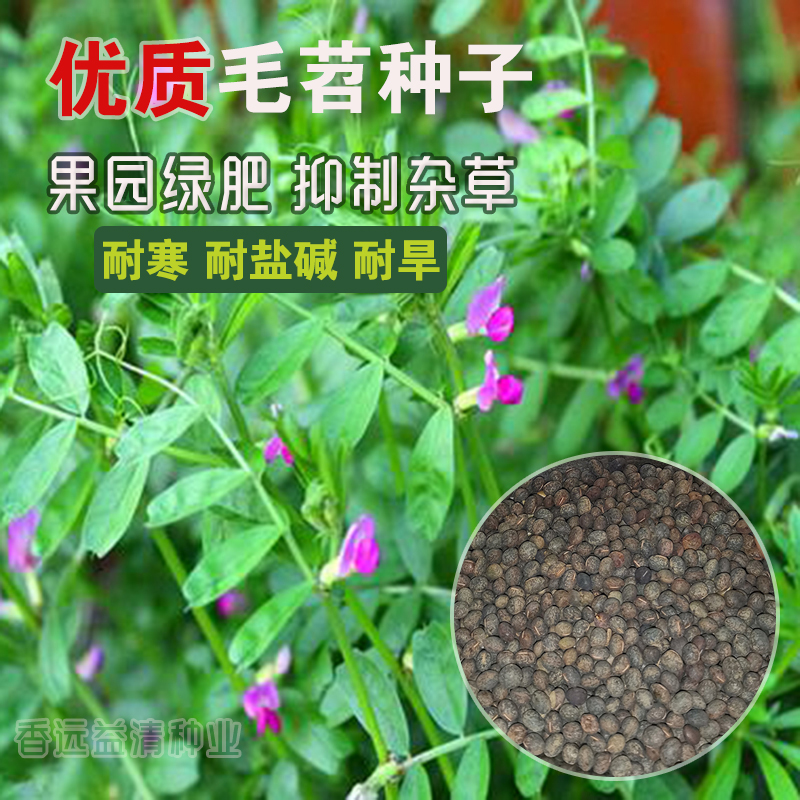 沭阳县苕子种子包邮毛苕种子光叶紫花苕绿肥蜜源长柔毛野豌豆箭舌豌豆