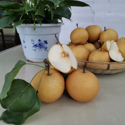 麻阳县金秋梨  水分多甜，个头大
