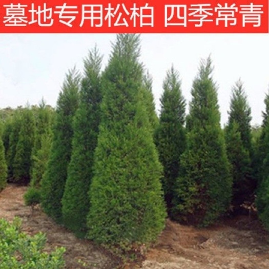 沭阳县塔柏树苗松柏树苗墓地松绿化苗木柏树苗