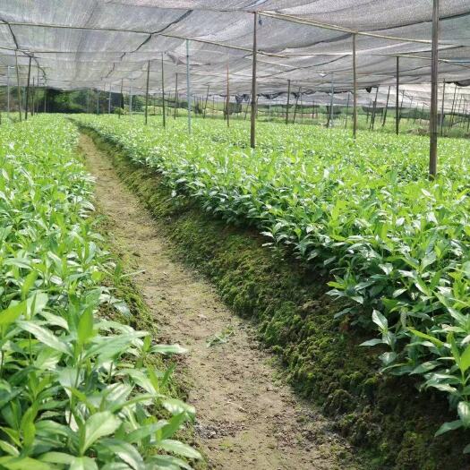 彭州市草珊瑚一年子育苗，基地一手货源量大从优