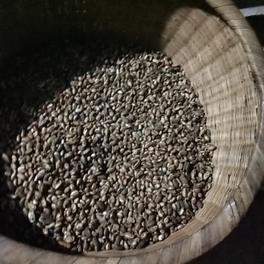 重庆市蓖麻种子 批发大量蓖麻子，需要的联系