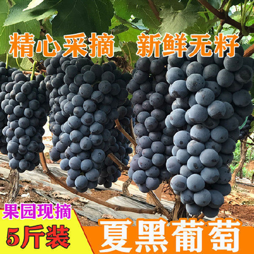 云南夏黑葡萄无籽黑蜜整串蓝莓葡萄非巨峰葡萄时令新鲜水果好剥皮