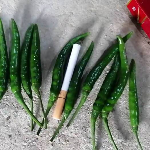 紫云县朝天椒  一级鲜货，无农残，自有基地。