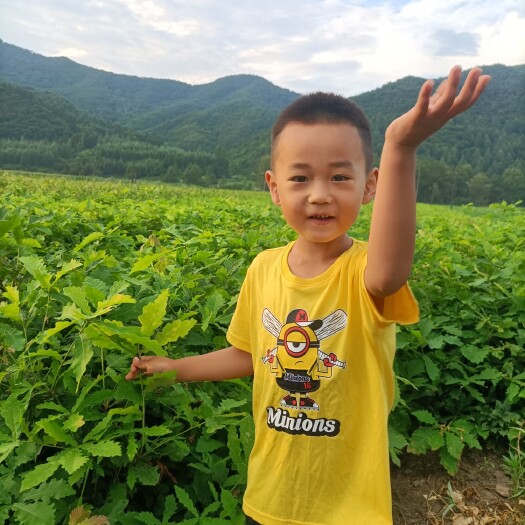 桓仁县五味子床苗，挂果五味子苗