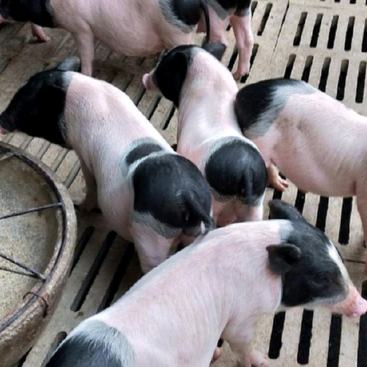 宿州香猪苗  香猪，自家养殖，保证纯种健康运输途中伤亡包赔。