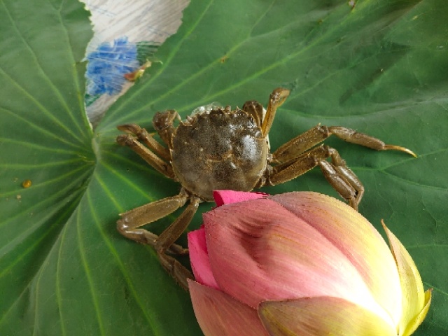  大闸蟹