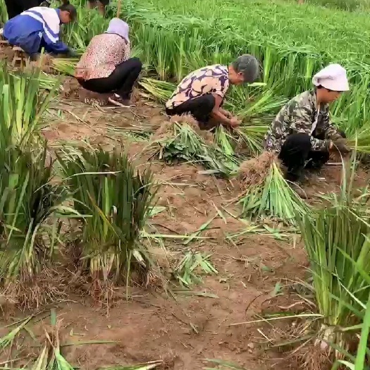 安新县鸢尾  黄菖蒲