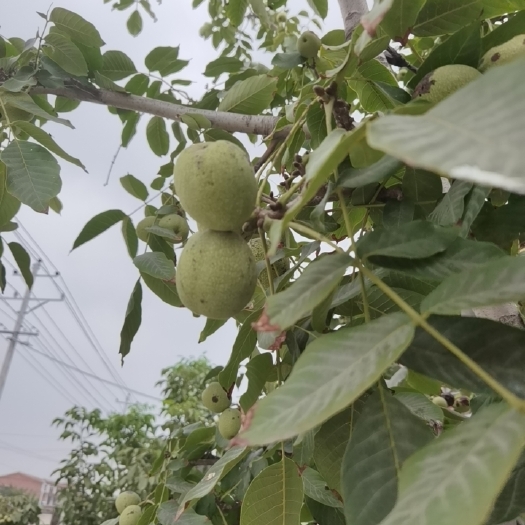 石家庄 青皮核桃