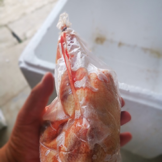 嘉祥县白条鸽  冻鸽，半净膛4-5。灌喂鸽