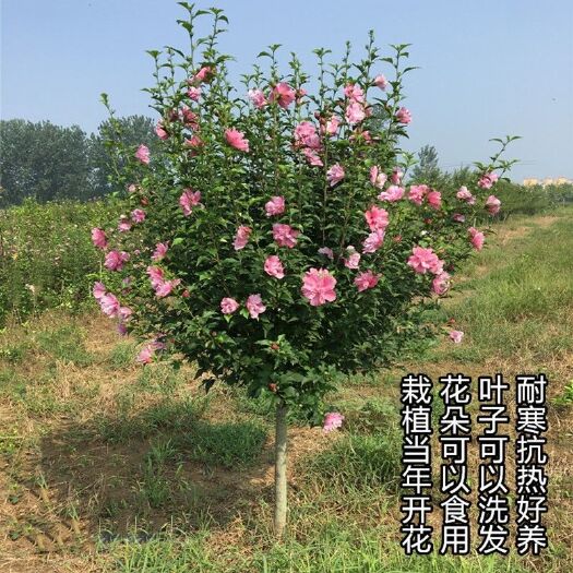 平邑县大花木槿重瓣高杆食用木槿花树苗粉红色耐寒庭院地栽花期长包邮价