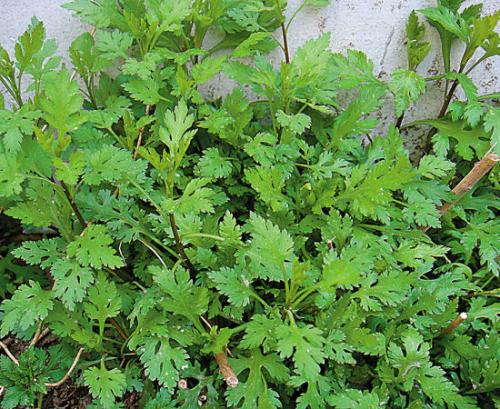 菊花种子  野菜菊花脑种子，菊花脑种苗批发