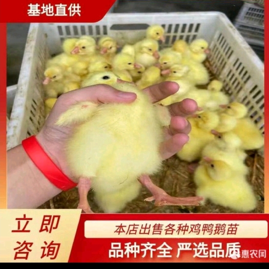 天门市鹅苗，四季鹅苗，大种大白鹅，包运输，包打疫苗，长期提供疫苗
