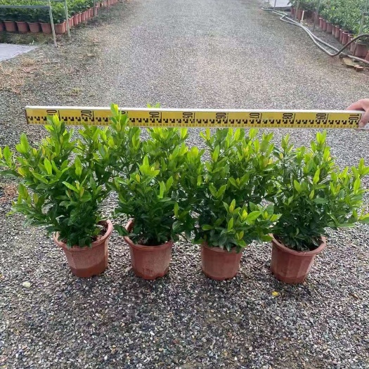 广州小叶龙船花