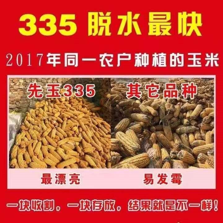 先玉335玉米种子  先玉335国内玉米种植面积第二大品种产