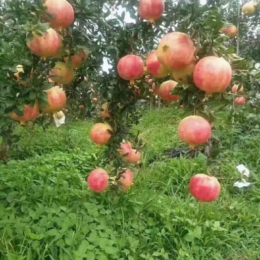 永胜县 丽江突尼斯软籽石榴(皮薄 多汁 软籽）