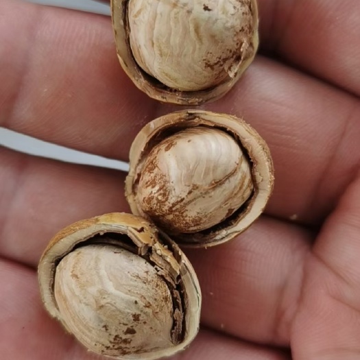  大榛子(果)