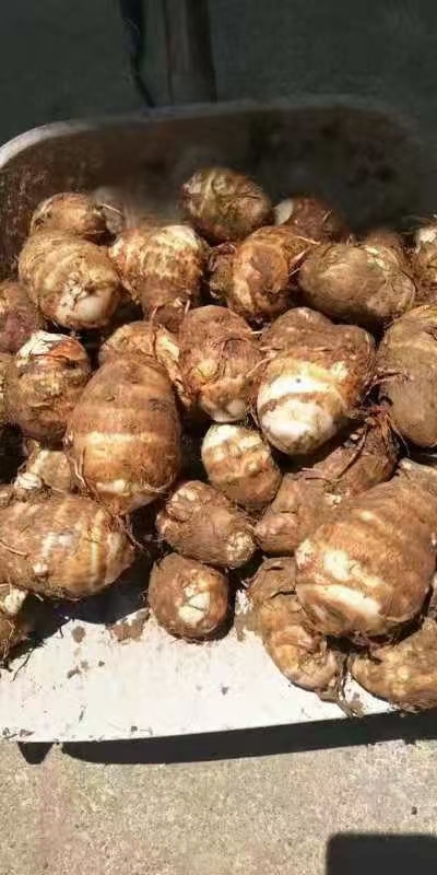 沂水县毛芋头，山东毛芋头上市，8520毛芋头代电商供货不