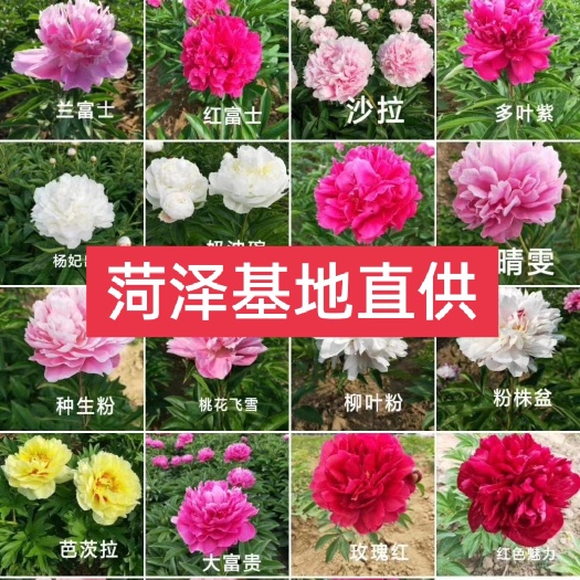菏泽观赏多花芍药，多层花，保品种保成活，保证质量，现要现挖