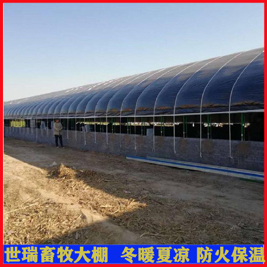 宁津县养殖大棚 山东养牛大棚建设 肉牛养殖棚搭建 牛棚安装