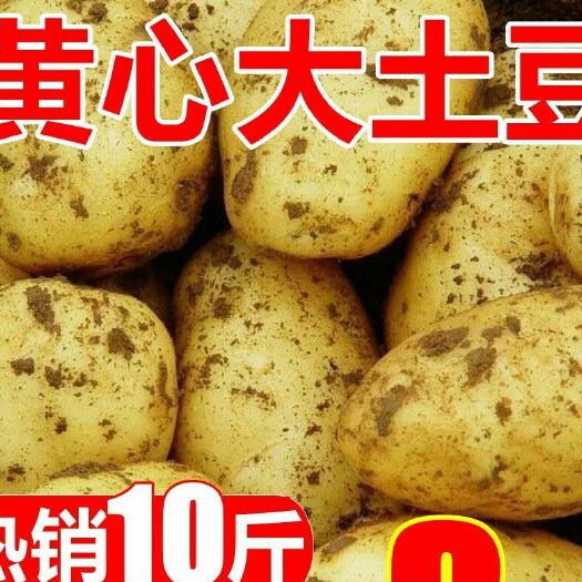 【超低价】10斤新鲜黄心土豆批发大马铃薯小土豆现挖现发蔬菜
