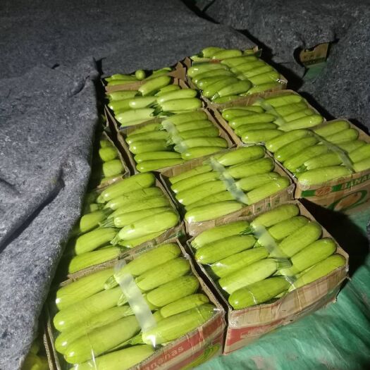 长子县绿皮西葫芦  绿皮精品西葫芦
