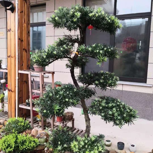 上海瓜子黄杨  上海树桩盆景，黄杨，罗汉松等自产自销