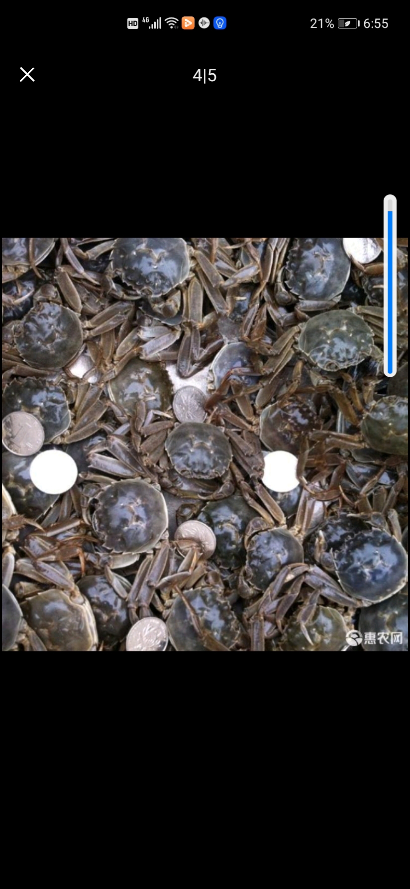 大闸蟹  老头蟹，一元蟹，，农场直供，香辣蟹原料