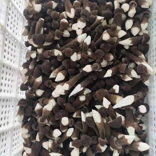 济南黑皮鸡枞菌  新鲜 基地直发