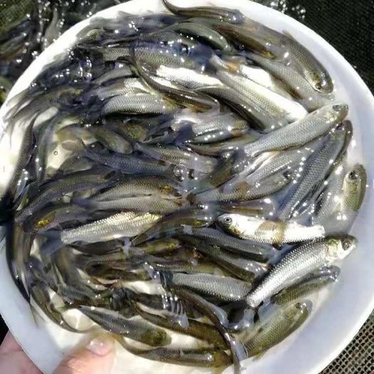 南宁赤眼鳟鱼苗  杂交赤眼