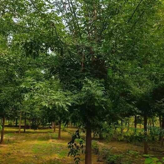 博野县5-15公分绿叶复叶槭！大量出售中，质优价廉，品质有保障