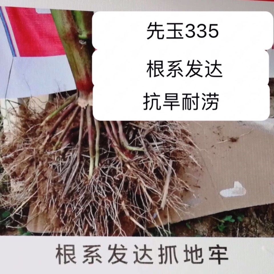 先玉335玉米种子  先玉335国内玉米种植面积第二大品种产