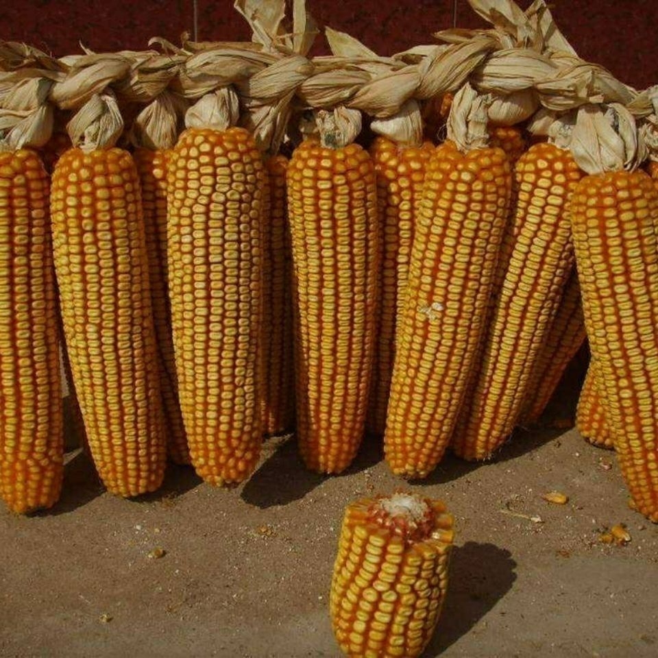 先玉335玉米种子  先玉335国内玉米种植面积第二大品种产