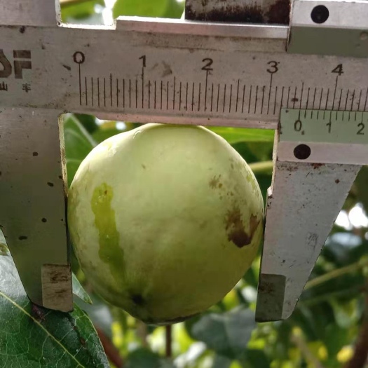 罗定市工艺榄苗    工艺黑榄苗