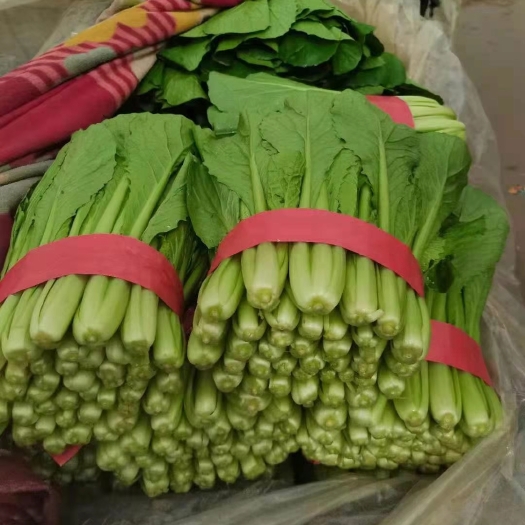 邯郸上海青  小白菜和油菜大量供货，可供市场，超市，食堂等