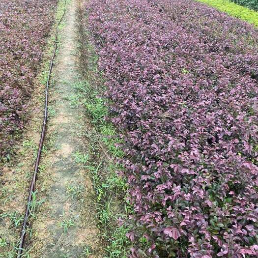 郴州红花继木 红继木 基地供应