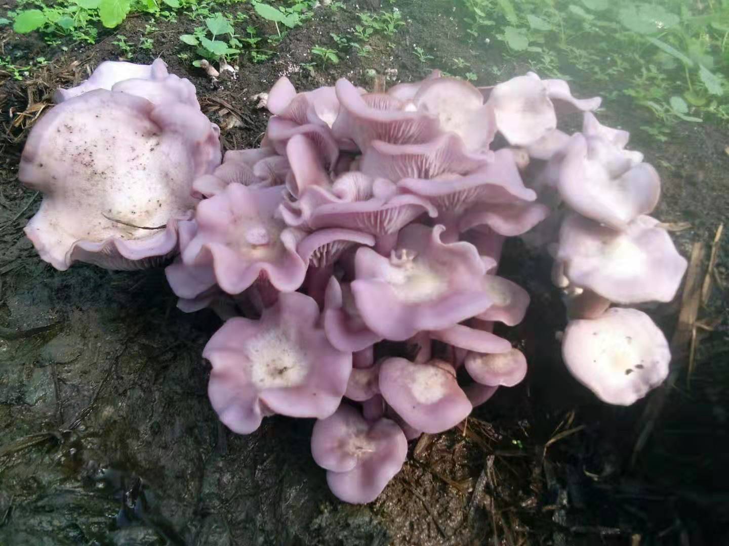 紫花脸蘑一级菌二级菌