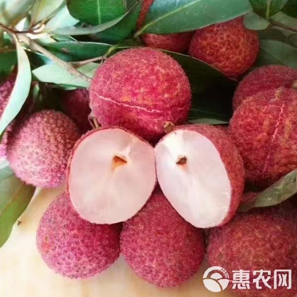 无核荔枝苗  吃了不上火，的荔枝无核荔枝