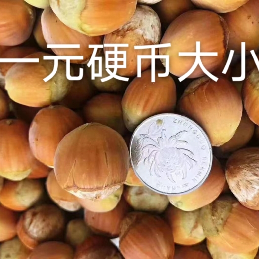 长春榛子 达维，玉坠，b21.110.四个品种，