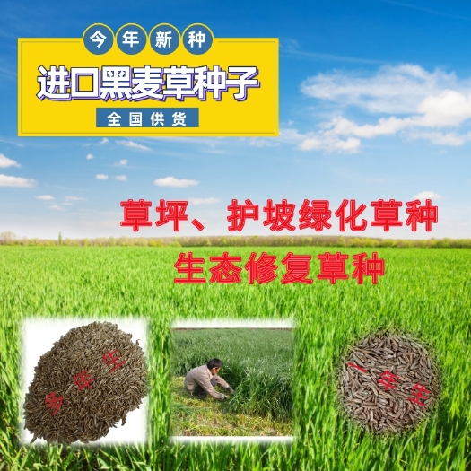 长沙黑麦草种子  牧草种子黑麦草一年生多年生耐寒耐旱养殖饲料饲草种子