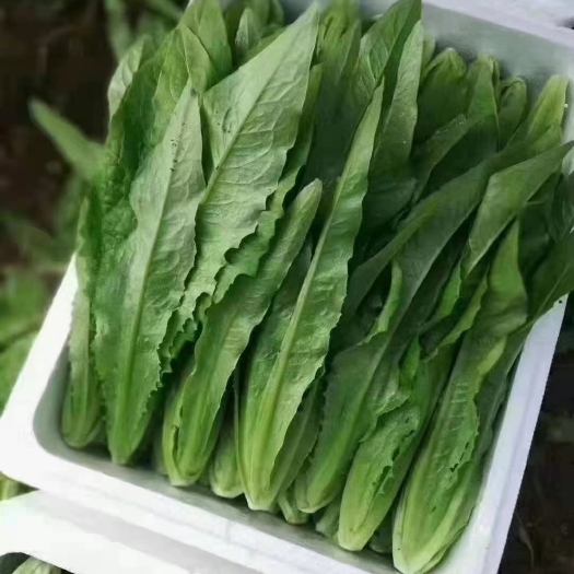 邯郸青油麦  常年大量产油麦菜，供市场，超市，电商，食堂等
