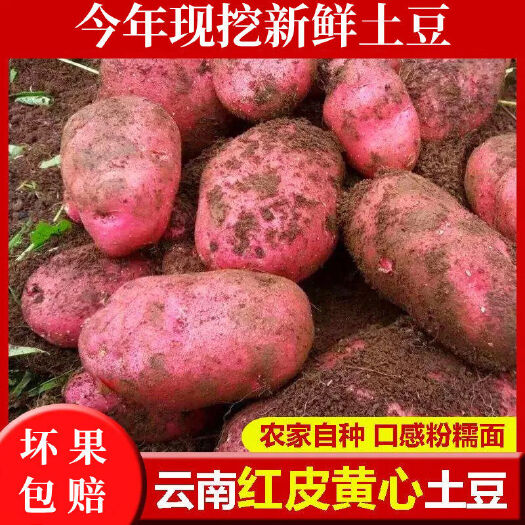 红土豆 云南红皮黄心土豆洋芋马铃薯新鲜土豆小土豆现挖10/5
