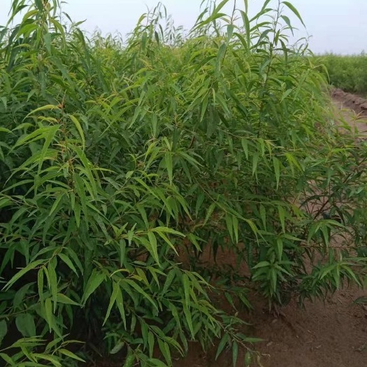 博野县山桃苗  营养杯山桃！当年小苗！大量出售中，有需要的联系