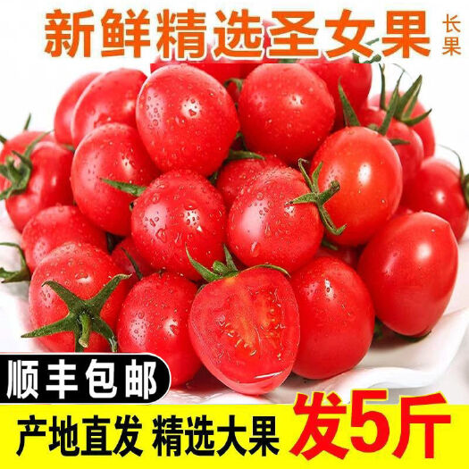 小番茄    露天圣女果现摘水果新鲜樱桃小蕃茄柿