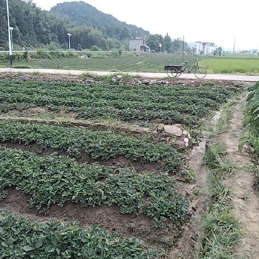 瑞昌市红颜草莓苗 地栽苗 脱毒苗 